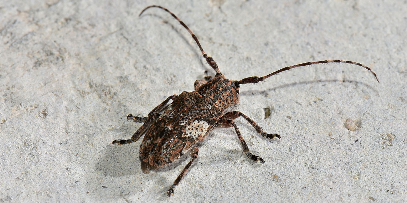 Cerambycidae: Mesosa nebulosa?  Sì  !